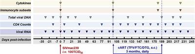 Stage-Dependent Within-Individual Comparison Reveals SIV-Specific Activation/Exhaustion Shift in Rhesus Macaques